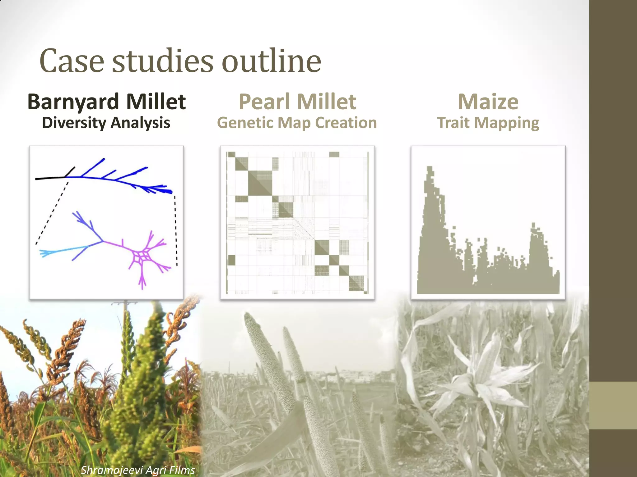 Case studies outline
Barnyard Millet
Diversity Analysis
Pearl Millet
Genetic Map Creation
Maize
Trait Mapping
Shramajeevi Agri Films
 