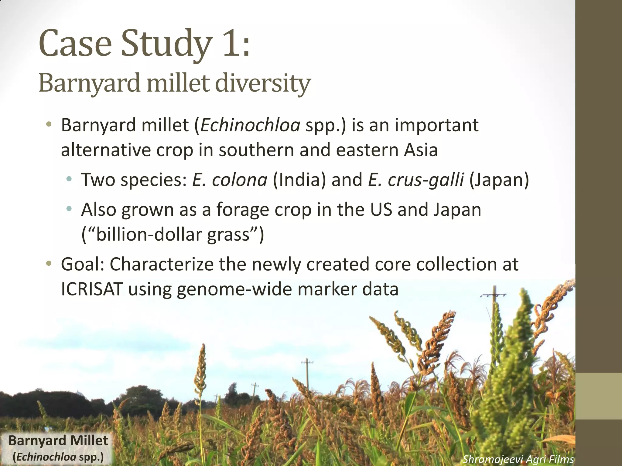Case Study 1:
Barnyard millet diversity
Shramajeevi Agri Films
Barnyard Millet
(Echinochloa spp.)
• Barnyard millet (Echinochloa spp.) is an important
alternative crop in southern and eastern Asia
• Two species: E. colona (India) and E. crus-galli (Japan)
• Also grown as a forage crop in the US and Japan
(“billion-dollar grass”)
• Goal: Characterize the newly created core collection at
ICRISAT using genome-wide marker data
 