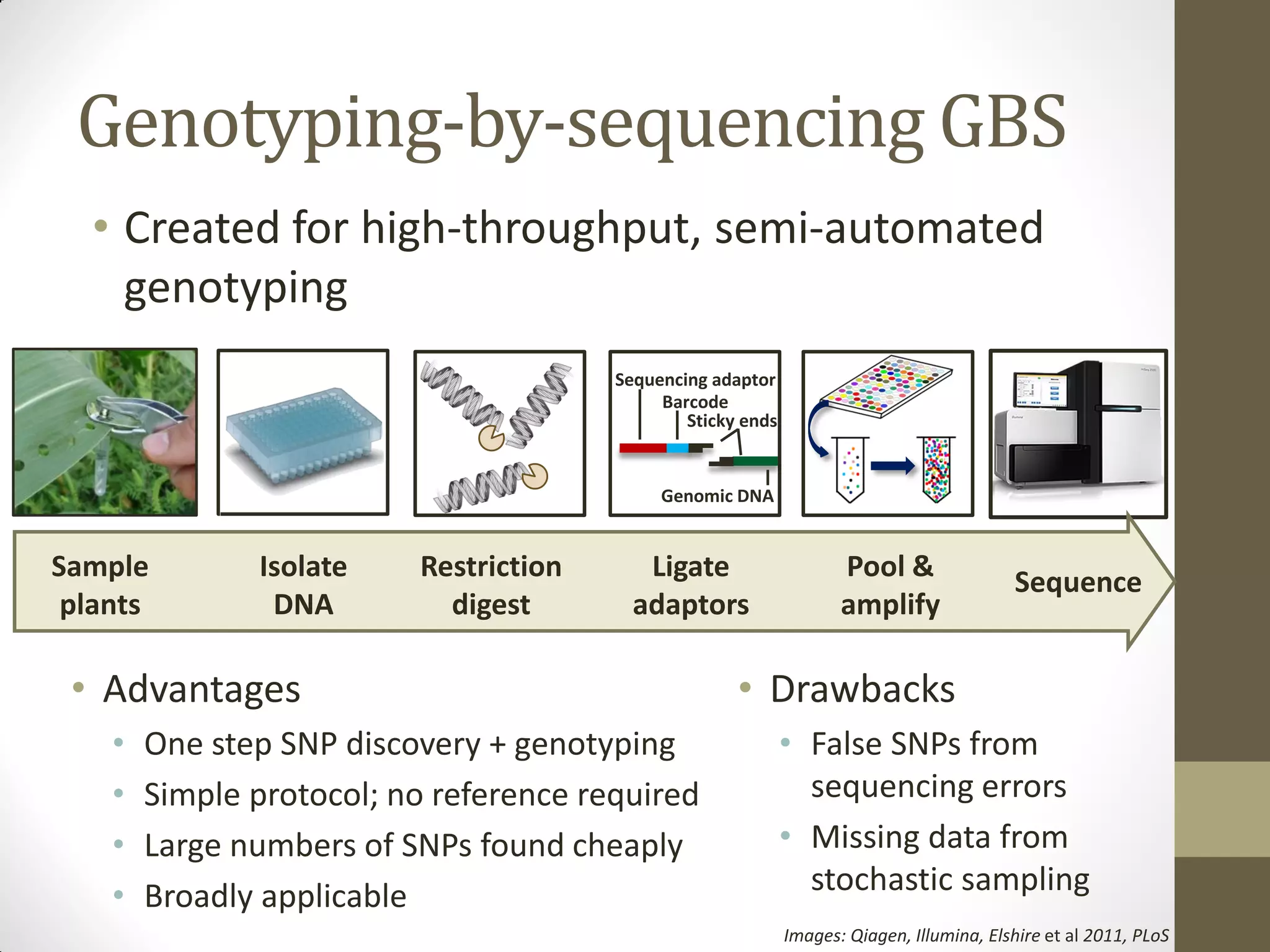 Genotyping-by-sequencing GBS
• Created for high-throughput, semi-automated
genotyping
Sequencing adaptor
Barcode
Sticky ends
Genomic DNA
Images: Qiagen, Illumina, Elshire et al 2011, PLoS
Restriction
digest
SequenceLigate
adaptors
Isolate
DNA
Pool &
amplify
Sample
plants
• Advantages
• One step SNP discovery + genotyping
• Simple protocol; no reference required
• Large numbers of SNPs found cheaply
• Broadly applicable
• Drawbacks
• False SNPs from
sequencing errors
• Missing data from
stochastic sampling
 