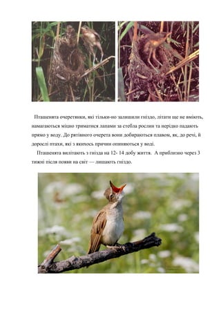 Пташенята очеретянки, які тільки-но залишили гніздо, літати ще не вміють,
намагаються міцно триматися лапами за стебла рослин та нерідко падають
прямо у воду. До рятівного очерета вони добираються плавом, як, до речі, й
дорослі птахи, які з якихось причин опиняються у воді.
Пташенята вилітають з гнізда на 12- 14 добу життя. А приблизно через 3
тижні після появи на світ — лишають гніздо.
 