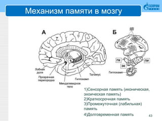 Механизм памяти в мозгу
1)Сенсорная память (иконическая,
эхоическая память)
2)Краткосрочная память
3)Промежуточная (лабильная)
память
4)Долговременная память 43
 
