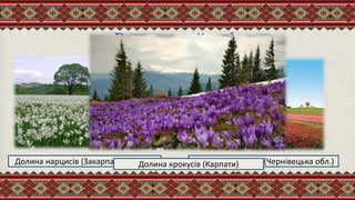Рослинний світ
Долина нарцисів (Закарпатська обл.) Долина тюльпанів (Чернівецька обл.)Долина крокусів (Карпати)
 