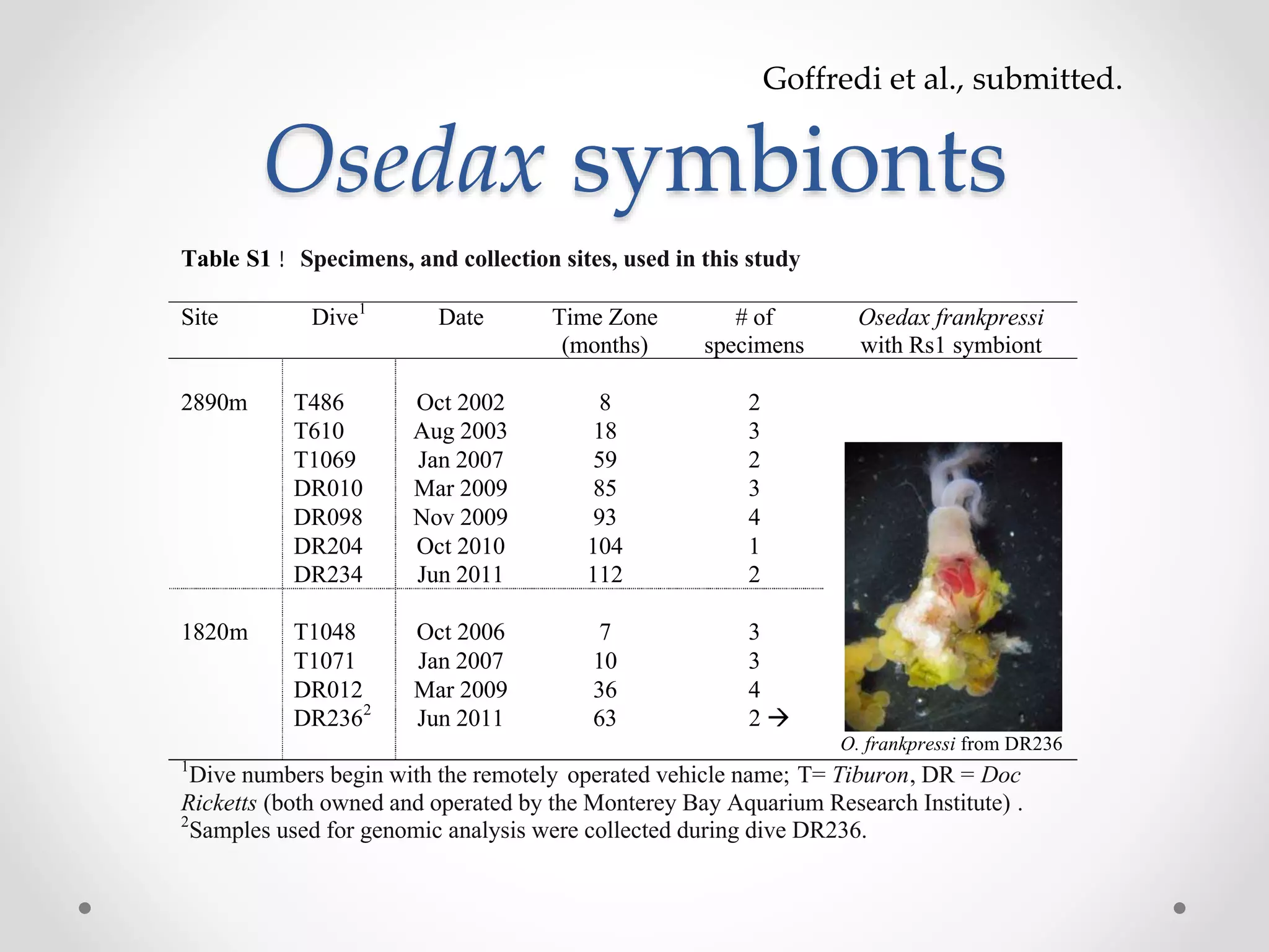 Osedax symbionts
Table S1 ! Specimens, and collection sites, used in this study
Site Dive1
Date Time Zone
(months)
# of
specimens
Osedax frankpressi
with Rs1 symbiont
2890m T486 Oct 2002 8 2
T610 Aug 2003 18 3
T1069 Jan 2007 59 2
DR010 Mar 2009 85 3
DR098 Nov 2009 93 4
DR204 Oct 2010 104 1
DR234 Jun 2011 112 2
1820m T1048 Oct 2006 7 3
T1071 Jan 2007 10 3
DR012 Mar 2009 36 4
DR2362
Jun 2011 63 2
O. frankpressi from DR236
1
Dive numbers begin with the remotely operated vehicle name; T= Tiburon, DR = Doc
Ricketts (both owned and operated by the Monterey Bay Aquarium Research Institute) .
2
Samples used for genomic analysis were collected during dive DR236.
Goffredi et al., submitted.
 
