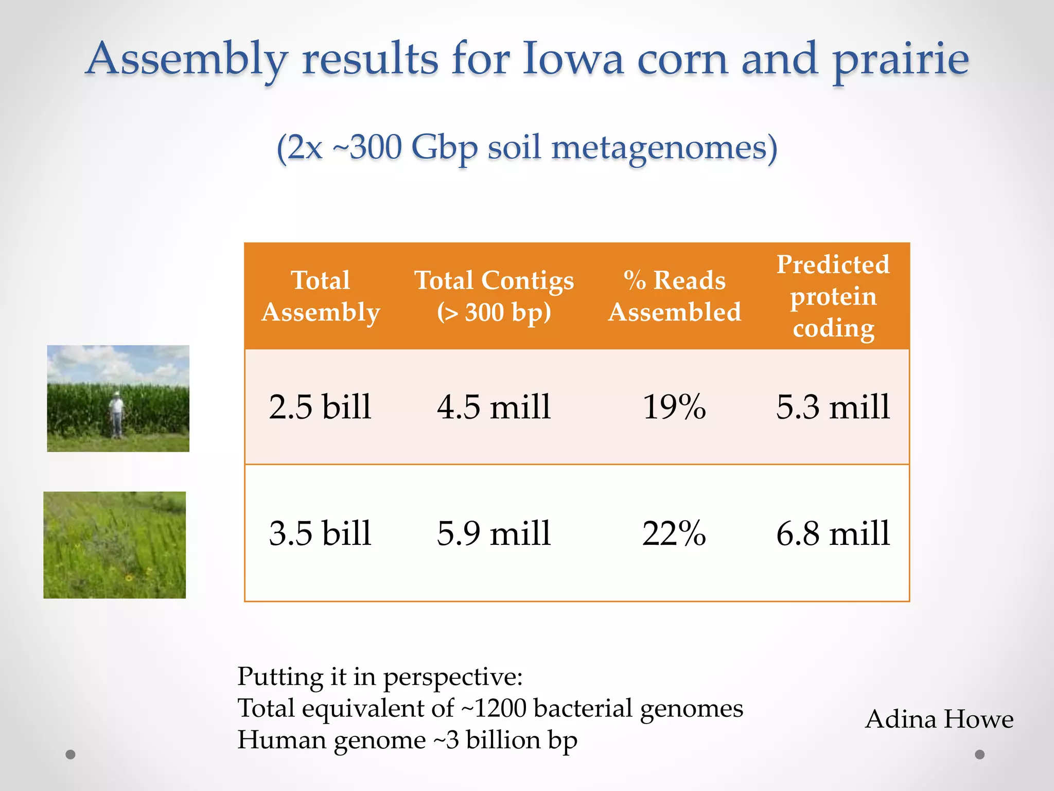 Putting it in perspective:
Total equivalent of ~1200 bacterial genomes
Human genome ~3 billion bp
Assembly results for Iowa corn and prairie
(2x ~300 Gbp soil metagenomes)
Total
Assembly
Total Contigs
(> 300 bp)
% Reads
Assembled
Predicted
protein
coding
2.5 bill 4.5 mill 19% 5.3 mill
3.5 bill 5.9 mill 22% 6.8 mill
Adina Howe
 