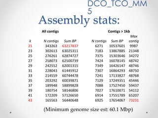 Assembly stats:
All contigs Contigs > 1kb
k N contigs Sum BP N contigs Sum BP
Max
contig
21 343263 63217837 6271 10537601 9987
23 302613 63025311 7183 13867885 21348
25 276261 62874727 7375 15303646 34272
27 258073 62500739 7424 16078145 48742
29 242552 62001315 7349 16426147 48746
31 228043 61445912 7307 16864293 48750
33 214559 60744478 7241 17133827 48768
35 203292 60039871 7129 17249351 45446
37 189948 58899828 7088 17527450 59437
39 180754 58146806 7027 17610071 54112
41 172209 57126650 6914 17551789 65207
43 165563 56440648 6925 17654067 73231
DCO_TCO_MM
5
(Minimum genome size est: 60.1 Mbp)
 