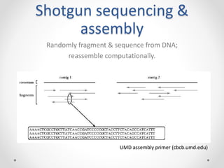 Shotgun sequencing &
assembly
Randomly fragment & sequence from DNA;
reassemble computationally.
UMD assembly primer (cbcb.umd.edu)
 
