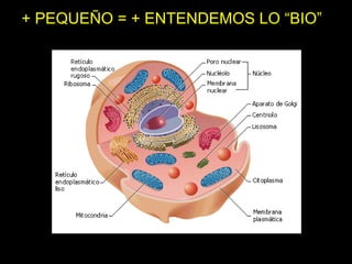 + PEQUEÑO = + ENTENDEMOS LO “BIO”
 