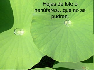Mariposa,
colores
Hojas de loto o
nenúfares…que no se
pudren.
 