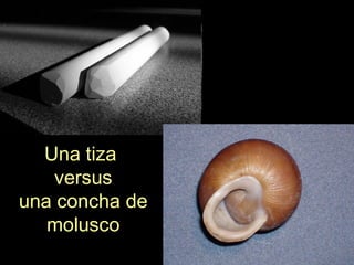 Una tiza
versus
una concha de
molusco
 
