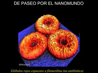 Glóbulos rojos expuestos a filometilina (un antibiótico)
DE PASEO POR EL NANOMUNDO
 