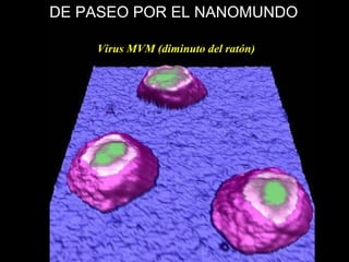 Virus MVM (diminuto del ratón)
DE PASEO POR EL NANOMUNDO
 