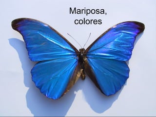 Mariposa,
colores
 