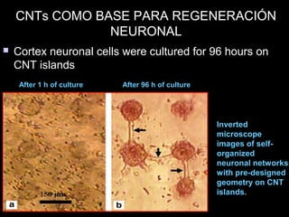 Cortex neuronal cells were cultured for 96 hours onCortex neuronal cells were cultured for 96 hours on
CNT islandsCNT islands
Inverted
microscope
images of self-
organized
neuronal networks
with pre-designed
geometry on CNT
islands.
After 1 h of culture After 96 h of culture
CNTs COMO BASE PARA REGENERACIÓN
NEURONAL
 