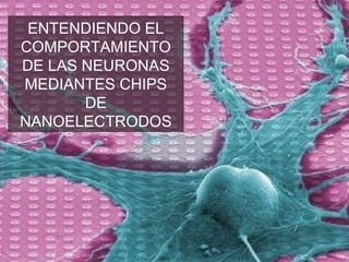 ENTENDIENDO EL
COMPORTAMIENTO
DE LAS NEURONAS
MEDIANTES CHIPS
DE
NANOELECTRODOS
 