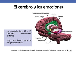 El cerebro y las emociones
Belmonte, C. (2010). Emociones y cerebro. En: Revista Académica de Ciencias Exactas. Vol. 101- N. 1. pp.
59-68
• La amígdala tiene 12 o 15
regiones emocionales
distintas.
• Hay más input desde la
amígdala al córtex.
 