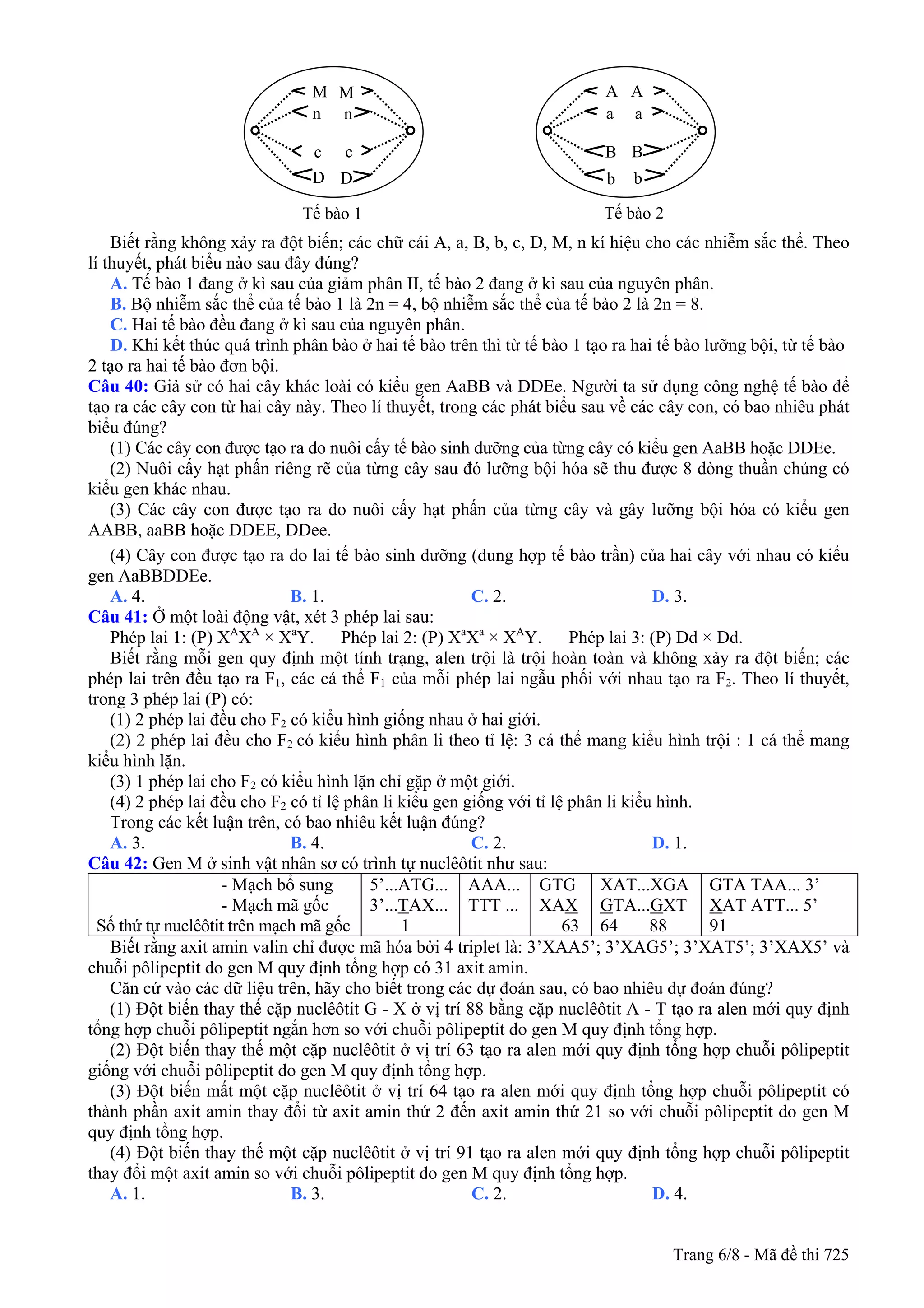 A A
a a
B B
M M
n n
c c
D D bb
Biết rằng không xảy ra đột biến; các chữ cái A, a, B, b, c, D, M, n kí hiệu cho các nhiễm sắc thể. Theo
lí thuyết, phát biểu nào sau đây đúng?
A. Tế bào 1 đang ở kì sau của giảm phân II, tế bào 2 đang ở kì sau của nguyên phân.
B. Bộ nhiễm sắc thể của tế bào 1 là 2n = 4, bộ nhiễm sắc thể của tế bào 2 là 2n = 8.
C. Hai tế bào đều đang ở kì sau của nguyên phân.
D. Khi kết thúc quá trình phân bào ở hai tế bào trên thì từ tế bào 1 tạo ra hai tế bào lưỡng bội, từ tế bào
2 tạo ra hai tế bào đơn bội.
Câu 40: Giả sử có hai cây khác loài có kiểu gen AaBB và DDEe. Người ta sử dụng công nghệ tế bào để
tạo ra các cây con từ hai cây này. Theo lí thuyết, trong các phát biểu sau về các cây con, có bao nhiêu phát
biểu đúng?
(1) Các cây con được tạo ra do nuôi cấy tế bào sinh dưỡng của từng cây có kiểu gen AaBB hoặc DDEe.
(2) Nuôi cấy hạt phấn riêng rẽ của từng cây sau đó lưỡng bội hóa sẽ thu được 8 dòng thuần chủng có
kiểu gen khác nhau.
(3) Các cây con được tạo ra do nuôi cấy hạt phấn của từng cây và gây lưỡng bội hóa có kiểu gen
AABB, aaBB hoặc DDEE, DDee.
(4) Cây con được tạo ra do lai tế bào sinh dưỡng (dung hợp tế bào trần) của hai cây với nhau có kiểu
gen AaBBDDEe.
A. 4. B. 1. C. 2. D. 3.
Câu 41: Ở một loài động vật, xét 3 phép lai sau:
Phép lai 1: (P) XA
XA
× Xa
Y. Phép lai 2: (P) Xa
Xa
× XA
Y. Phép lai 3: (P) Dd × Dd.
Biết rằng mỗi gen quy định một tính trạng, alen trội là trội hoàn toàn và không xảy ra đột biến; các
phép lai trên đều tạo ra F1, các cá thể F1 của mỗi phép lai ngẫu phối với nhau tạo ra F2. Theo lí thuyết,
trong 3 phép lai (P) có:
(1) 2 phép lai đều cho F2 có kiểu hình giống nhau ở hai giới.
(2) 2 phép lai đều cho F2 có kiểu hình phân li theo tỉ lệ: 3 cá thể mang kiểu hình trội : 1 cá thể mang
kiểu hình lặn.
(3) 1 phép lai cho F2 có kiểu hình lặn chỉ gặp ở một giới.
(4) 2 phép lai đều cho F2 có tỉ lệ phân li kiểu gen giống với tỉ lệ phân li kiểu hình.
Trong các kết luận trên, có bao nhiêu kết luận đúng?
A. 3. B. 4. C. 2. D. 1.
Câu 42: Gen M ở sinh vật nhân sơ có trình tự nuclêôtit như sau:
- Mạch bổ sung
- Mạch mã gốc
Số thứ tự nuclêôtit trên mạch mã gốc
5’...ATG...
3’...TAX...
1
AAA...
TTT ...
GTG
XAX
63
XAT...XGA
GTA...GXT
64 88
GTA TAA... 3’
XAT ATT... 5’
91
Biết rằng axit amin valin chỉ được mã hóa bởi 4 triplet là: 3’XAA5’; 3’XAG5’; 3’XAT5’; 3’XAX5’ và
chuỗi pôlipeptit do gen M quy định tổng hợp có 31 axit amin.
Căn cứ vào các dữ liệu trên, hãy cho biết trong các dự đoán sau, có bao nhiêu dự đoán đúng?
(1) Đột biến thay thế cặp nuclêôtit G - X ở vị trí 88 bằng cặp nuclêôtit A - T tạo ra alen mới quy định
tổng hợp chuỗi pôlipeptit ngắn hơn so với chuỗi pôlipeptit do gen M quy định tổng hợp.
(2) Đột biến thay thế một cặp nuclêôtit ở vị trí 63 tạo ra alen mới quy định tổng hợp chuỗi pôlipeptit
giống với chuỗi pôlipeptit do gen M quy định tổng hợp.
(3) Đột biến mất một cặp nuclêôtit ở vị trí 64 tạo ra alen mới quy định tổng hợp chuỗi pôlipeptit có
thành phần axit amin thay đổi từ axit amin thứ 2 đến axit amin thứ 21 so với chuỗi pôlipeptit do gen M
quy định tổng hợp.
(4) Đột biến thay thế một cặp nuclêôtit ở vị trí 91 tạo ra alen mới quy định tổng hợp chuỗi pôlipeptit
thay đổi một axit amin so với chuỗi pôlipeptit do gen M quy định tổng hợp.
A. 1. B. 3. C. 2. D. 4.
Tế bào 1 Tế bào 2
Trang 6/8 - Mã đề thi 725
 