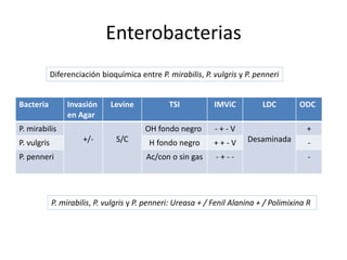 Orientación para la identificación bacteriana y el procesamiento de ...