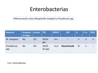 Orientación para la identificación bacteriana y el procesamiento de ...