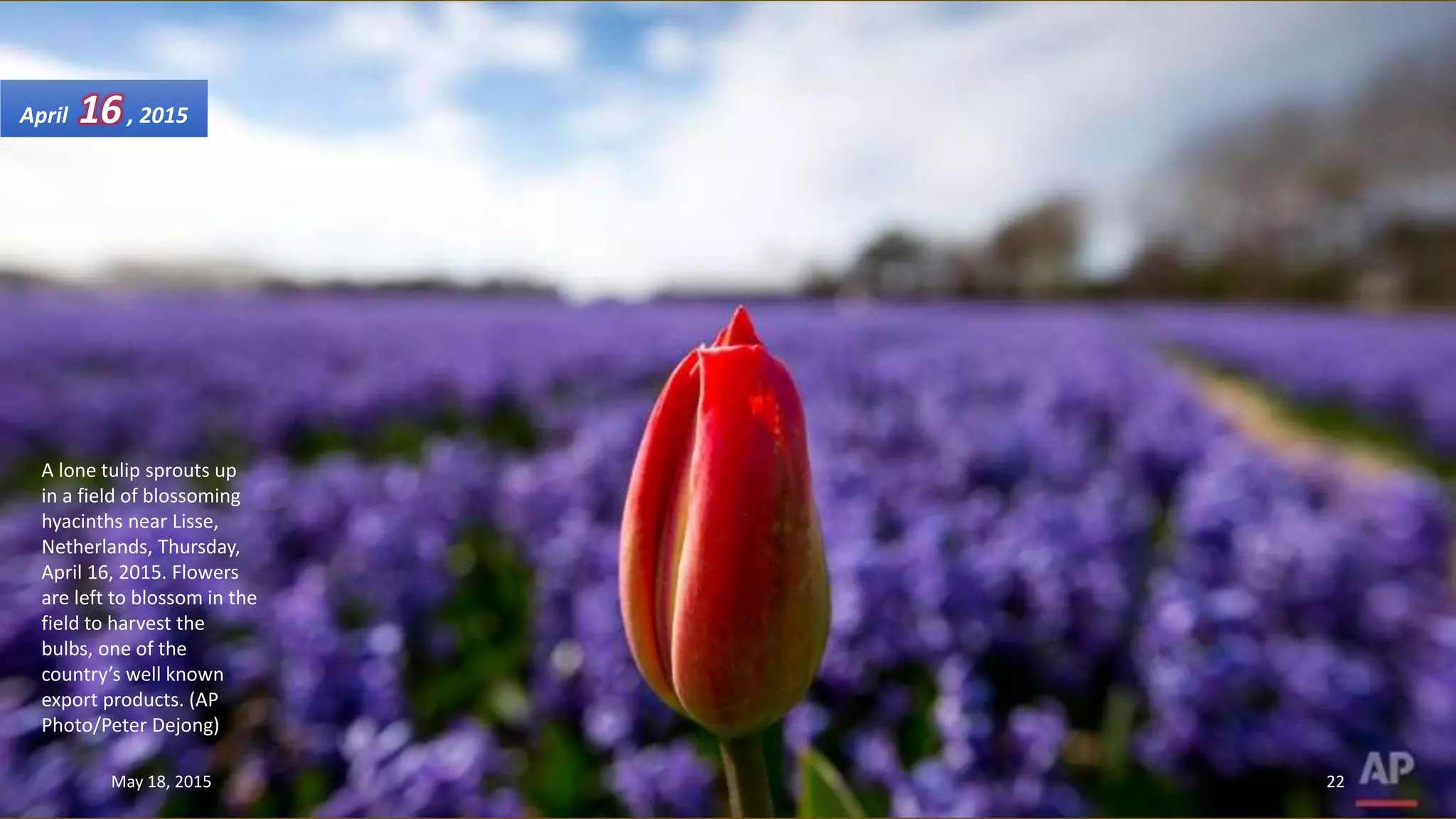 A lone tulip sprouts up
in a field of blossoming
hyacinths near Lisse,
Netherlands, Thursday,
April 16, 2015. Flowers
are left to blossom in the
field to harvest the
bulbs, one of the
country’s well known
export products. (AP
Photo/Peter Dejong)
April 16, 2015
May 18, 2015 22
 