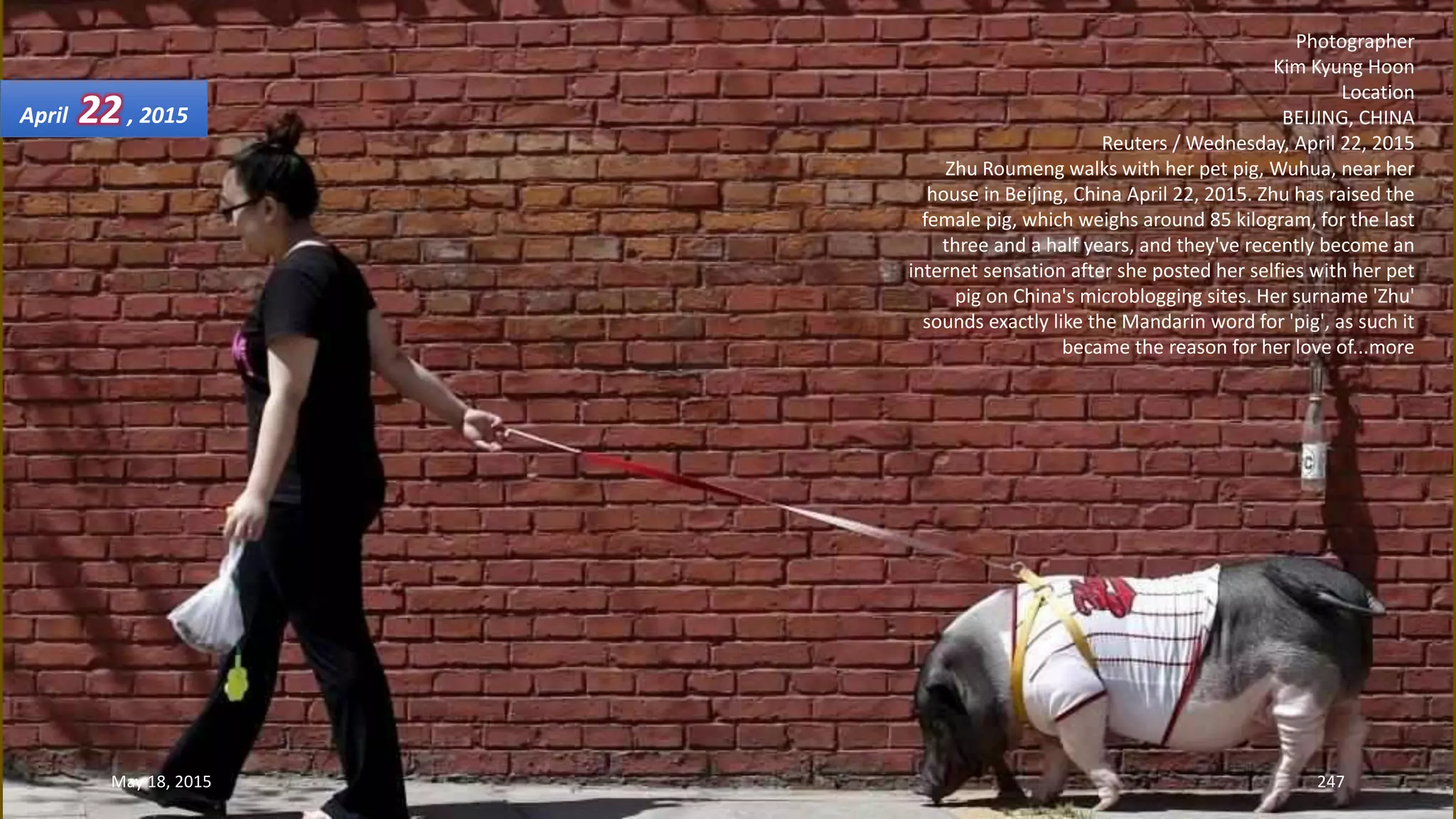 Photographer
Kim Kyung Hoon
Location
BEIJING, CHINA
Reuters / Wednesday, April 22, 2015
Zhu Roumeng walks with her pet pig, Wuhua, near her
house in Beijing, China April 22, 2015. Zhu has raised the
female pig, which weighs around 85 kilogram, for the last
three and a half years, and they've recently become an
internet sensation after she posted her selfies with her pet
pig on China's microblogging sites. Her surname 'Zhu'
sounds exactly like the Mandarin word for 'pig', as such it
became the reason for her love of...more
April 22, 2015
May 18, 2015 247
 