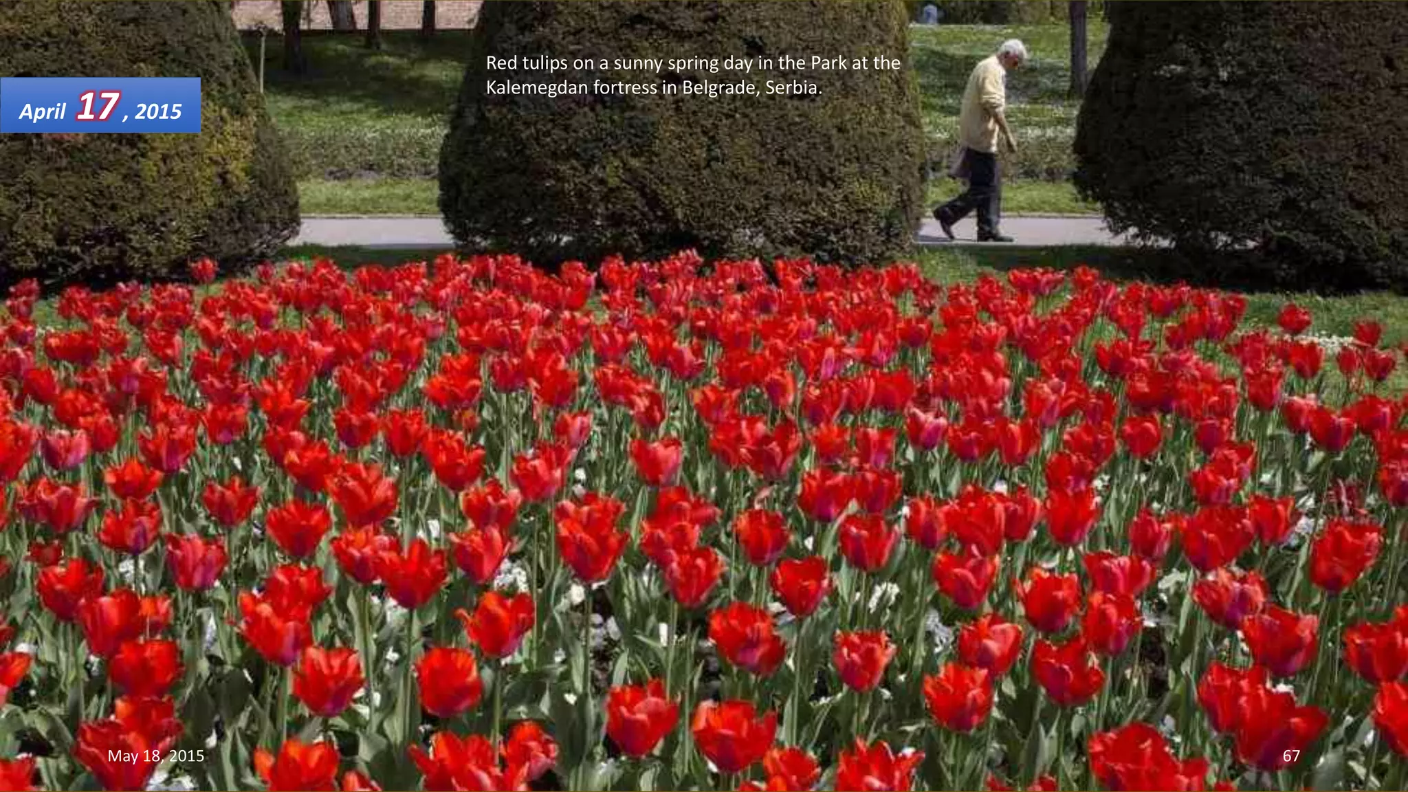 Red tulips on a sunny spring day in the Park at the
Kalemegdan fortress in Belgrade, Serbia.
April 17, 2015
May 18, 2015 67
 