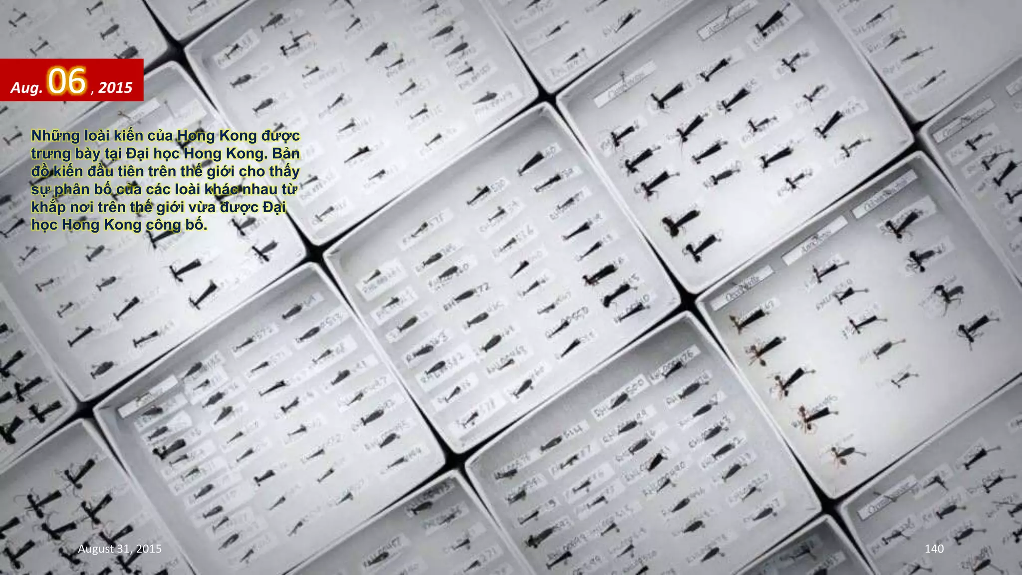 Những loài kiến của Hong Kong được
trưng bày tại Đại học Hong Kong. Bản
đồ kiến đầu tiên trên thế giới cho thấy
sự phân bố của các loài khác nhau từ
khắp nơi trên thế giới vừa được Đại
học Hong Kong công bố.
Aug. 06, 2015
August 31, 2015 140
 