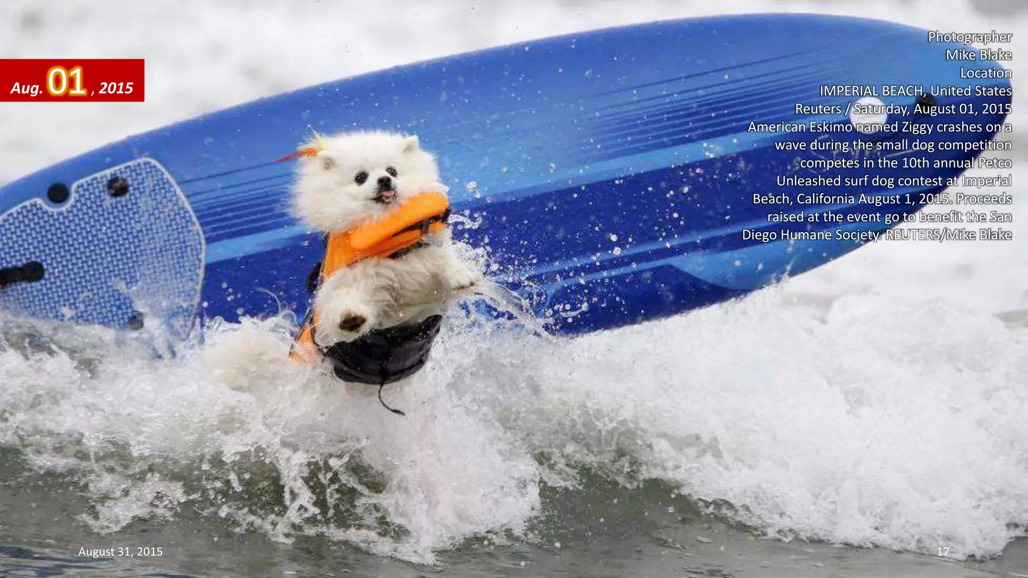 Photographer
Mike Blake
Location
IMPERIAL BEACH, United States
Reuters / Saturday, August 01, 2015
American Eskimo named Ziggy crashes on a
wave during the small dog competition
competes in the 10th annual Petco
Unleashed surf dog contest at Imperial
Beach, California August 1, 2015. Proceeds
raised at the event go to benefit the San
Diego Humane Society. REUTERS/Mike Blake
Aug. 01, 2015
August 31, 2015 17
 