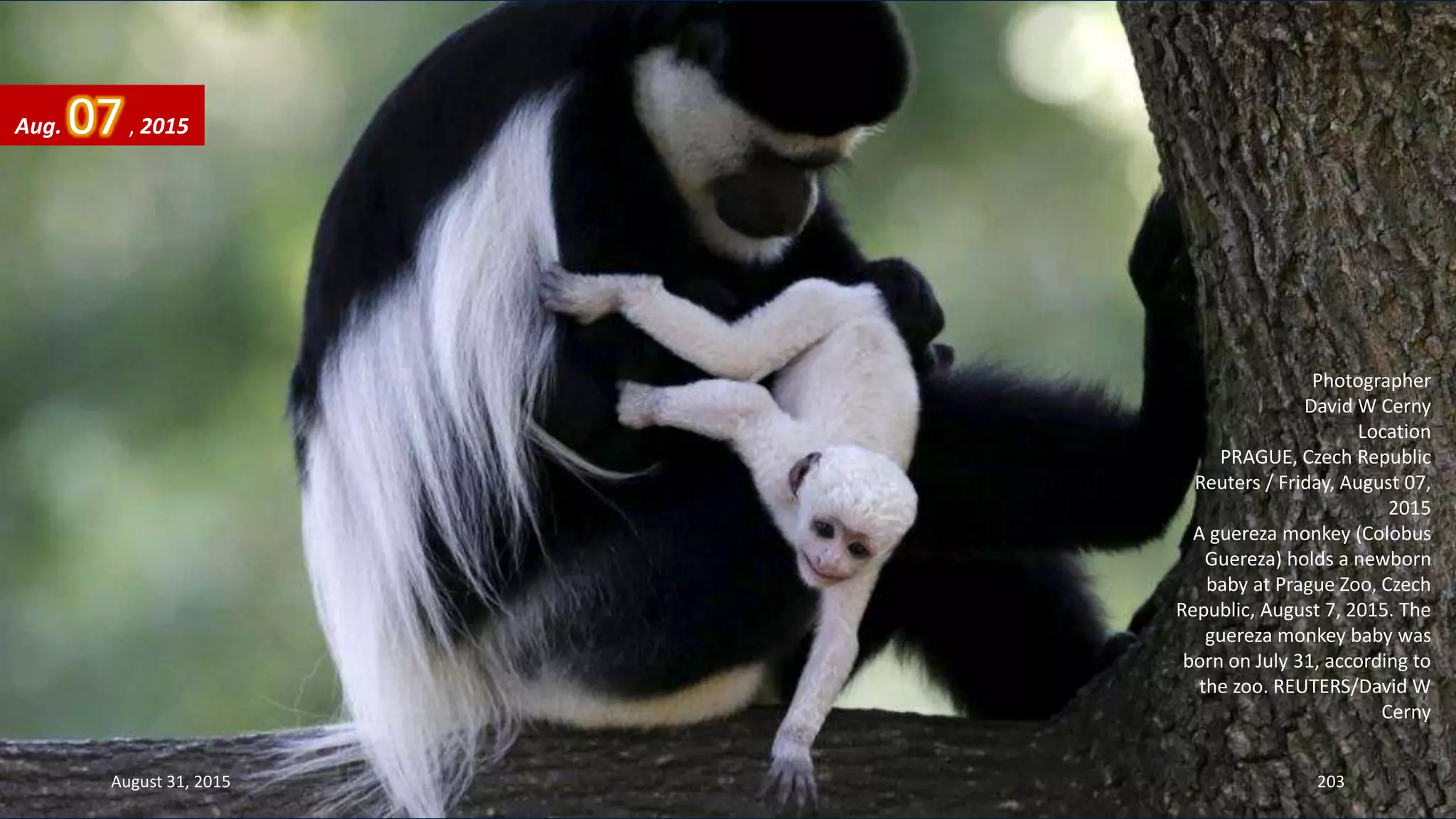 Photographer
David W Cerny
Location
PRAGUE, Czech Republic
Reuters / Friday, August 07,
2015
A guereza monkey (Colobus
Guereza) holds a newborn
baby at Prague Zoo, Czech
Republic, August 7, 2015. The
guereza monkey baby was
born on July 31, according to
the zoo. REUTERS/David W
Cerny
Aug. 07, 2015
August 31, 2015 203
 
