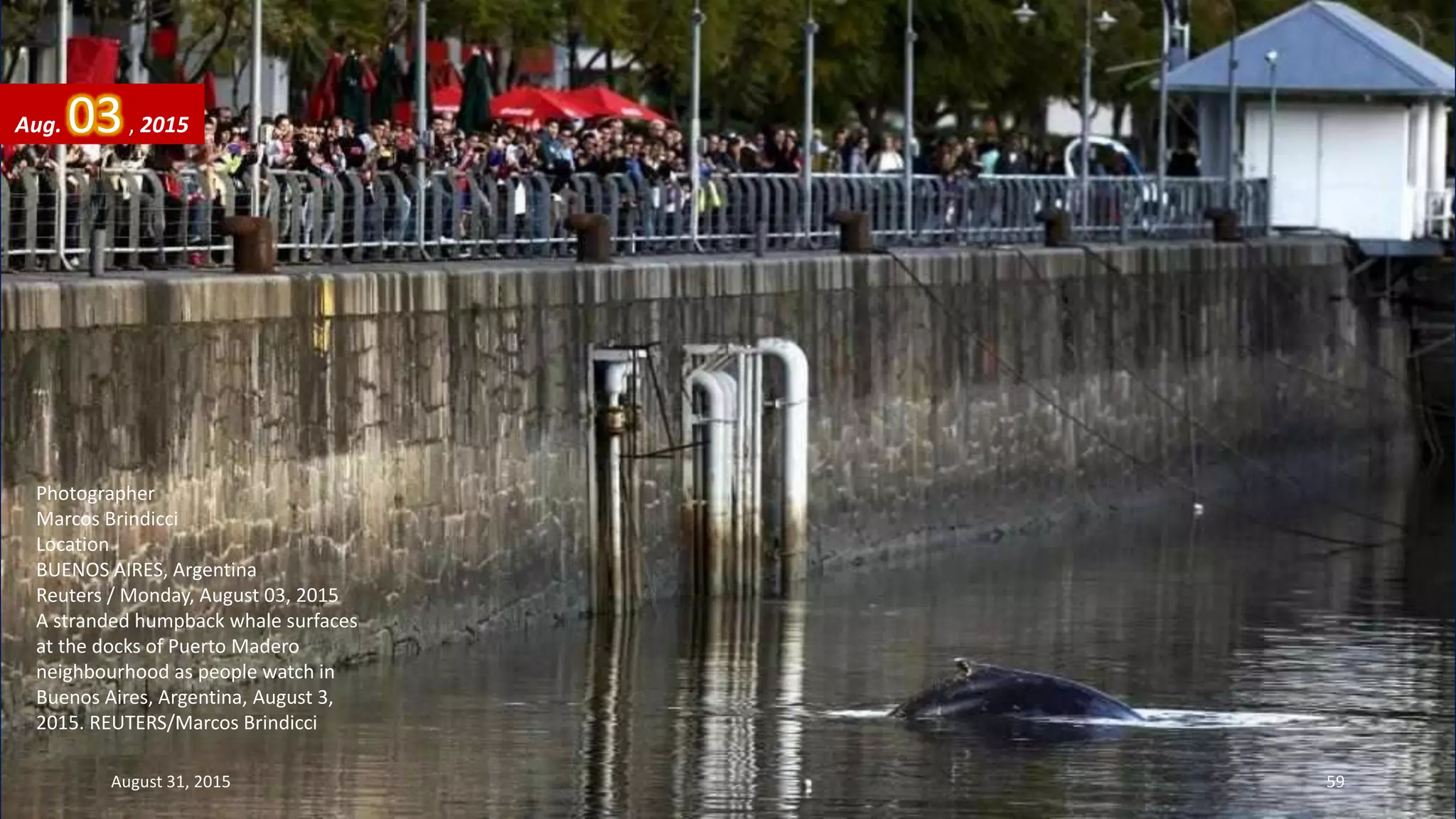 Photographer
Marcos Brindicci
Location
BUENOS AIRES, Argentina
Reuters / Monday, August 03, 2015
A stranded humpback whale surfaces
at the docks of Puerto Madero
neighbourhood as people watch in
Buenos Aires, Argentina, August 3,
2015. REUTERS/Marcos Brindicci
Aug. 03, 2015
August 31, 2015 59
 