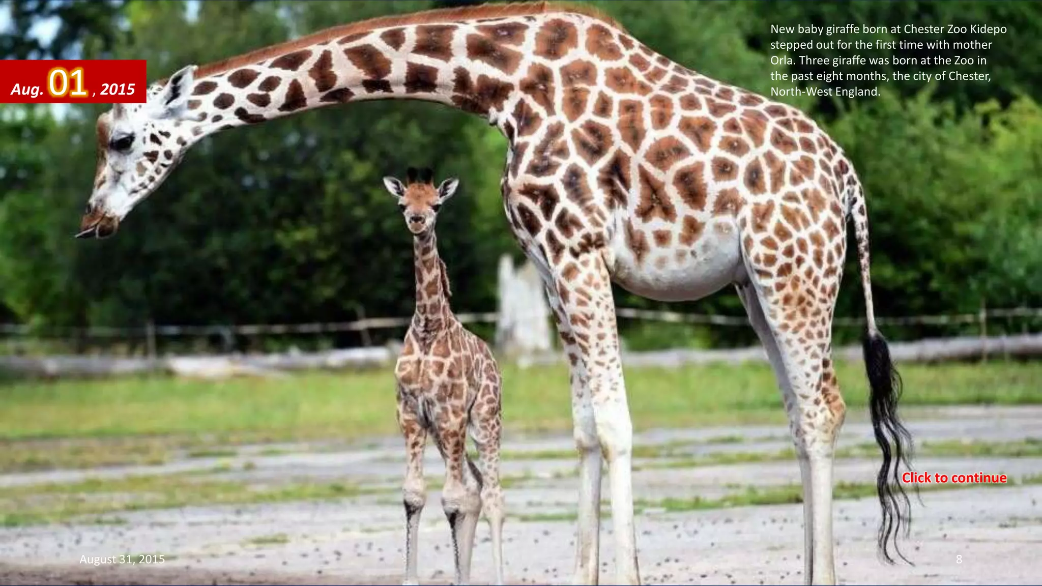 New baby giraffe born at Chester Zoo Kidepo
stepped out for the first time with mother
Orla. Three giraffe was born at the Zoo in
the past eight months, the city of Chester,
North-West England.Aug. 01, 2015
August 31, 2015 8
Click to continue
 