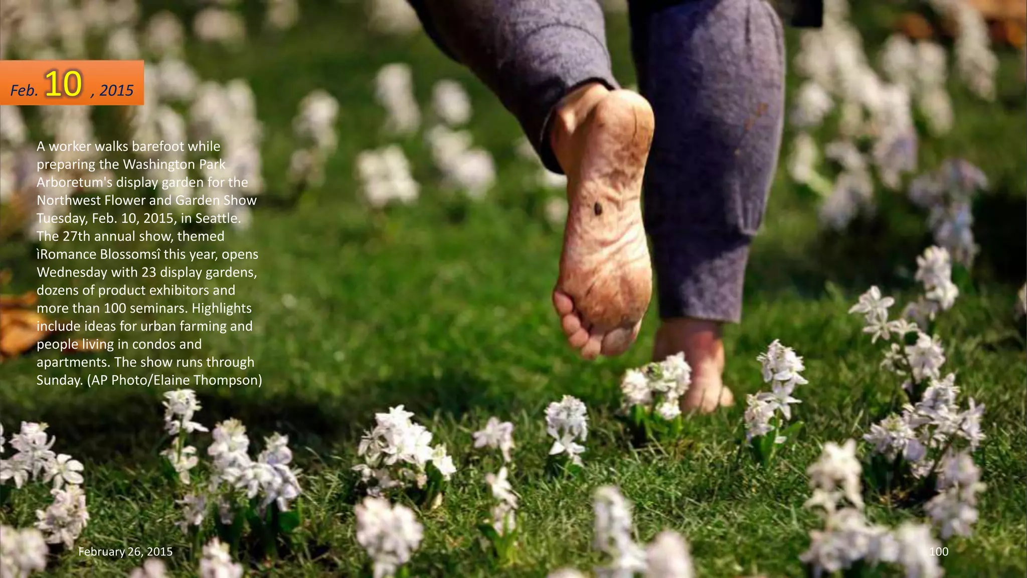 A worker walks barefoot while
preparing the Washington Park
Arboretum's display garden for the
Northwest Flower and Garden Show
Tuesday, Feb. 10, 2015, in Seattle.
The 27th annual show, themed
ìRomance Blossomsî this year, opens
Wednesday with 23 display gardens,
dozens of product exhibitors and
more than 100 seminars. Highlights
include ideas for urban farming and
people living in condos and
apartments. The show runs through
Sunday. (AP Photo/Elaine Thompson)
Feb. 10 , 2015
February 26, 2015 100
 