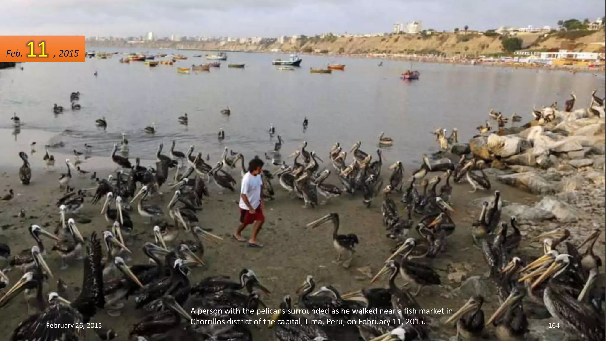 A person with the pelicans surrounded as he walked near a fish market in
Chorrillos district of the capital, Lima, Peru, on February 11, 2015.February 26, 2015 164
Feb. 11 , 2015
 