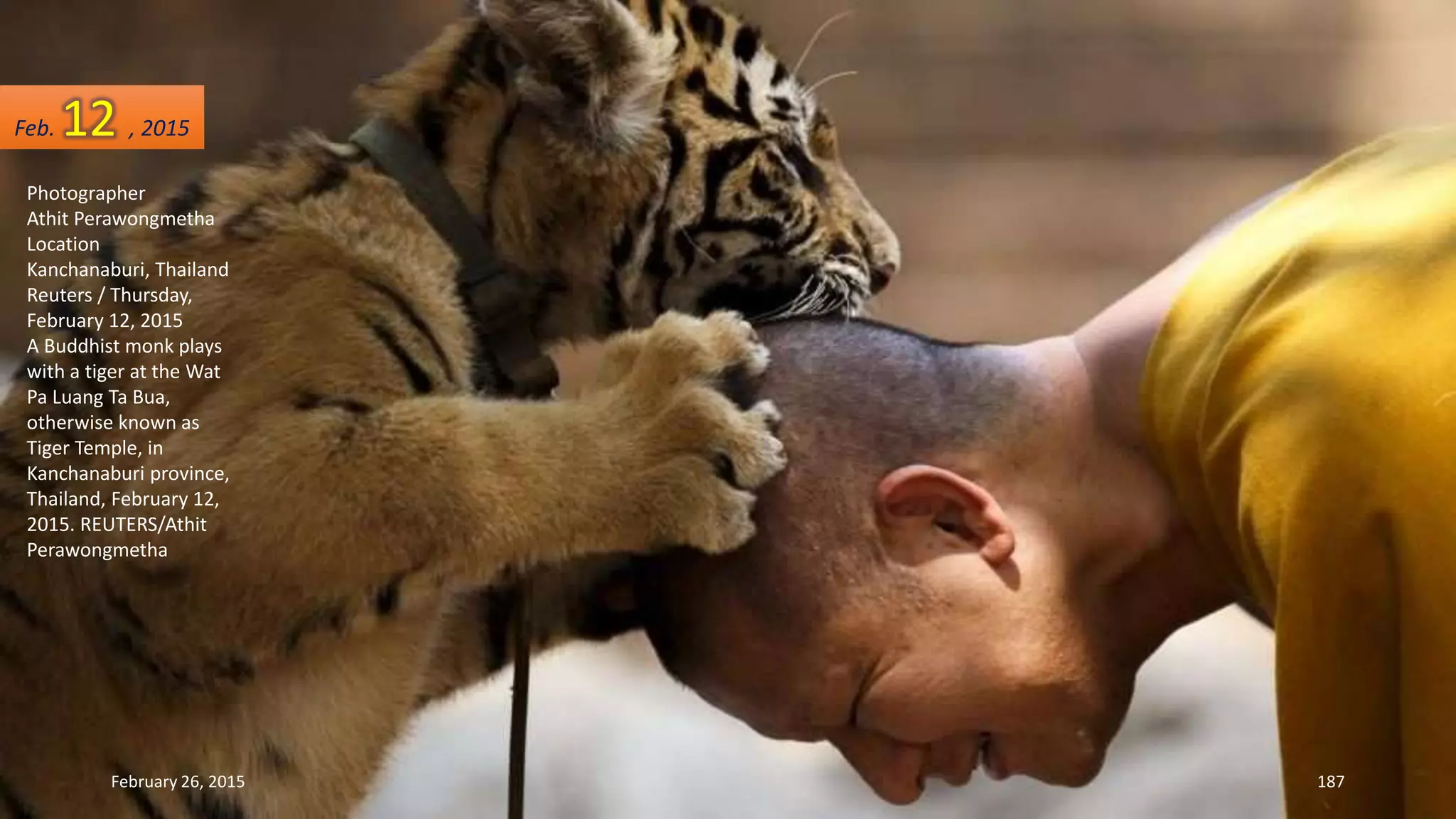 Photographer
Athit Perawongmetha
Location
Kanchanaburi, Thailand
Reuters / Thursday,
February 12, 2015
A Buddhist monk plays
with a tiger at the Wat
Pa Luang Ta Bua,
otherwise known as
Tiger Temple, in
Kanchanaburi province,
Thailand, February 12,
2015. REUTERS/Athit
Perawongmetha
February 26, 2015 187
Feb. 12 , 2015
 