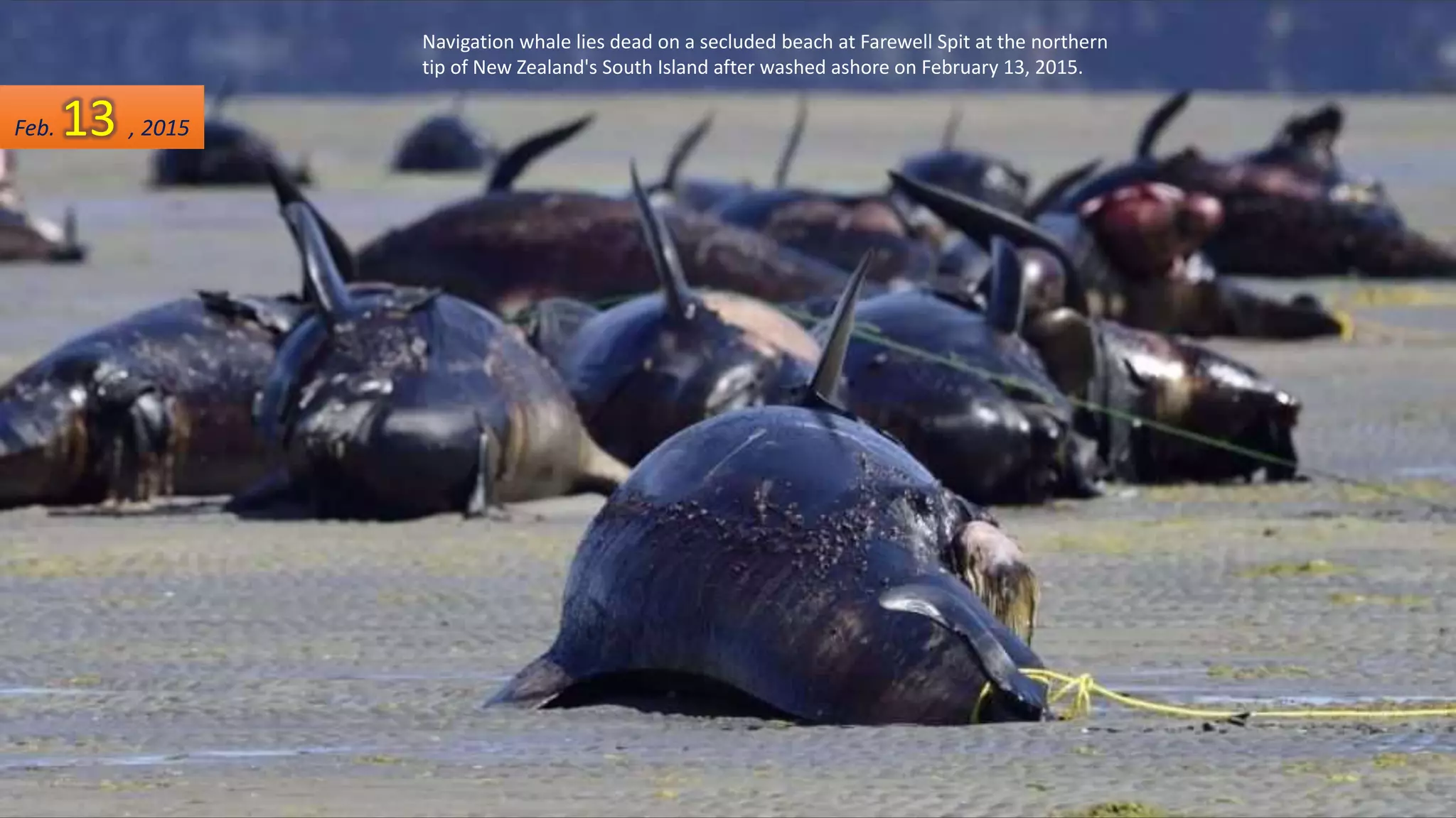Navigation whale lies dead on a secluded beach at Farewell Spit at the northern
tip of New Zealand's South Island after washed ashore on February 13, 2015.
Feb. 13 , 2015
 