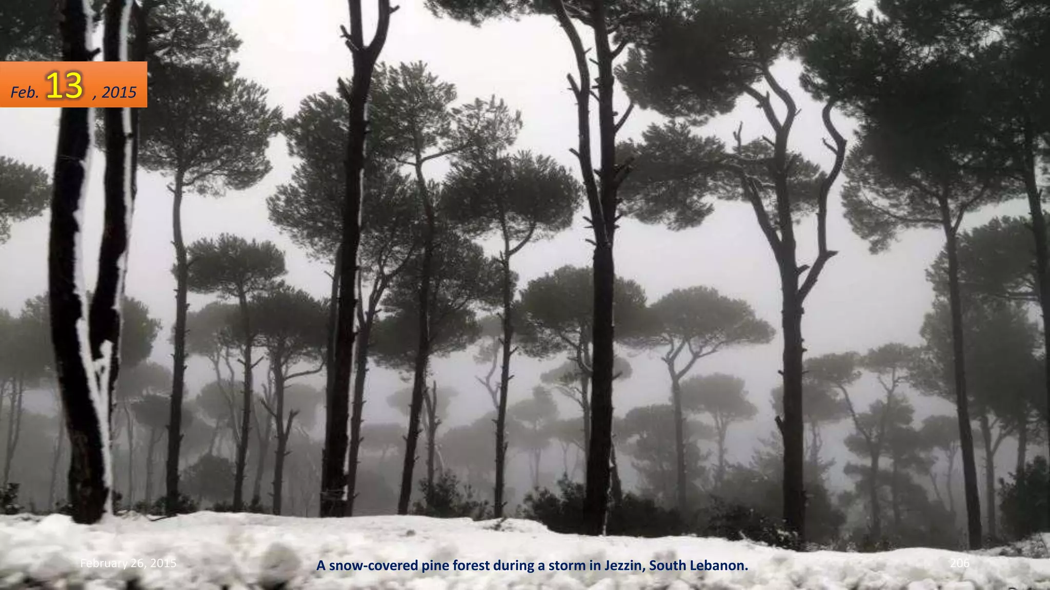 A snow-covered pine forest during a storm in Jezzin, South Lebanon.February 26, 2015 206
Feb. 13 , 2015
 