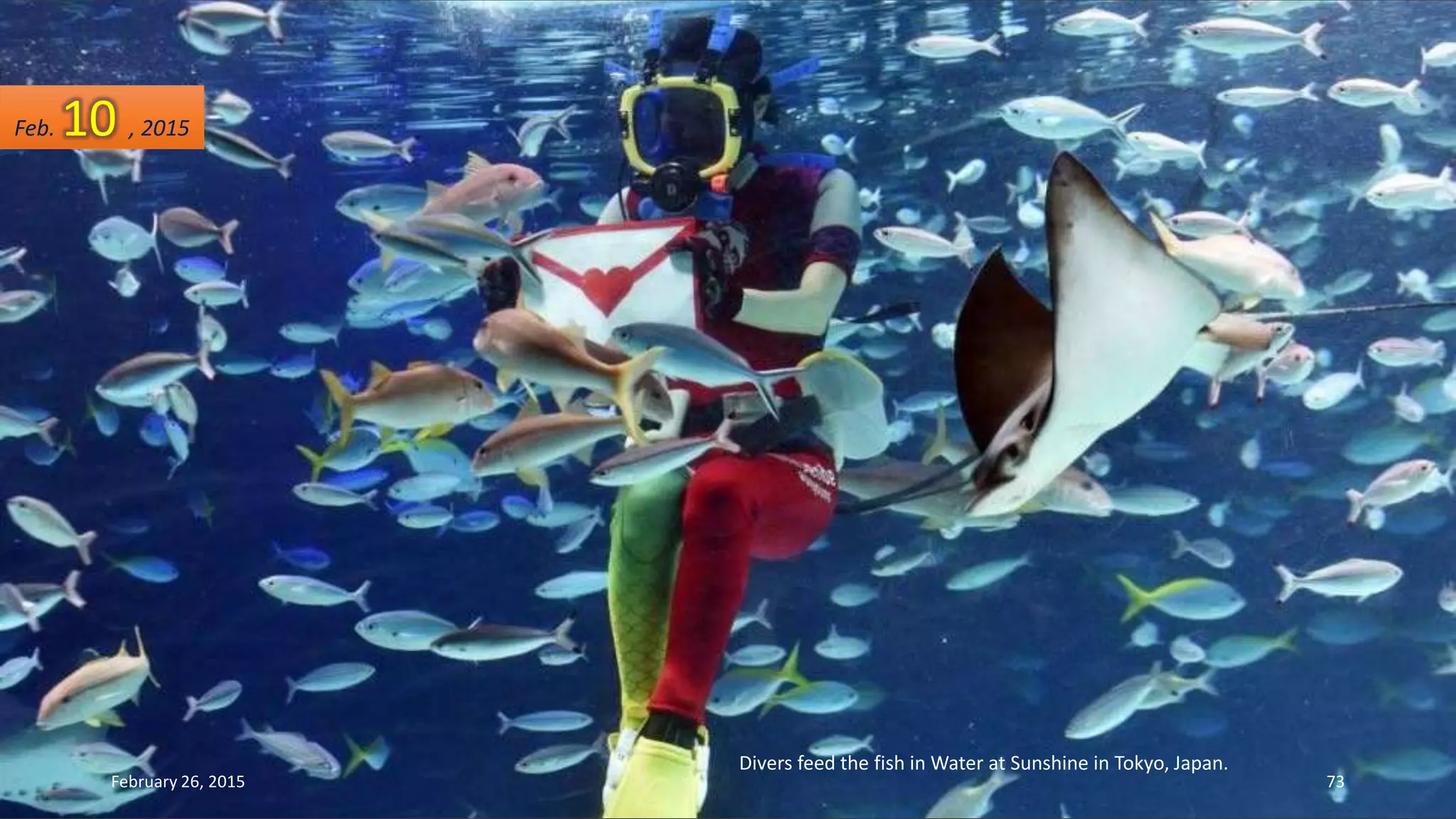 Divers feed the fish in Water at Sunshine in Tokyo, Japan.
Feb. 10 , 2015
February 26, 2015 73
 