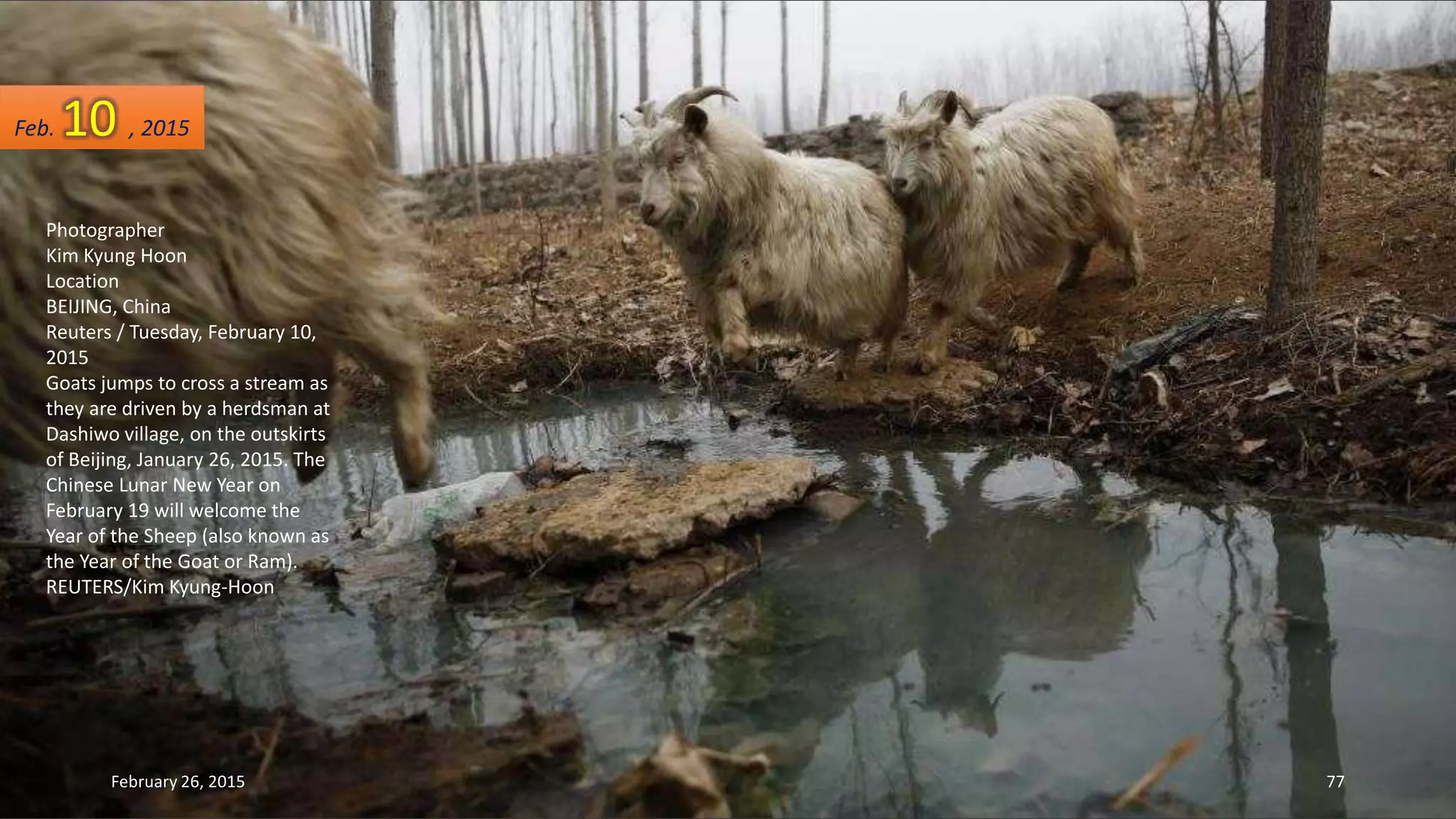 Photographer
Kim Kyung Hoon
Location
BEIJING, China
Reuters / Tuesday, February 10,
2015
Goats jumps to cross a stream as
they are driven by a herdsman at
Dashiwo village, on the outskirts
of Beijing, January 26, 2015. The
Chinese Lunar New Year on
February 19 will welcome the
Year of the Sheep (also known as
the Year of the Goat or Ram).
REUTERS/Kim Kyung-Hoon
Feb. 10 , 2015
February 26, 2015 77
 