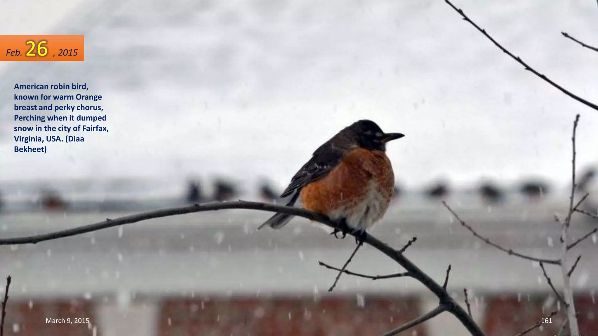 American robin bird,
known for warm Orange
breast and perky chorus,
Perching when it dumped
snow in the city of Fairfax,
Virginia, USA. (Diaa
Bekheet)
Feb. 26 , 2015
March 9, 2015 161
 