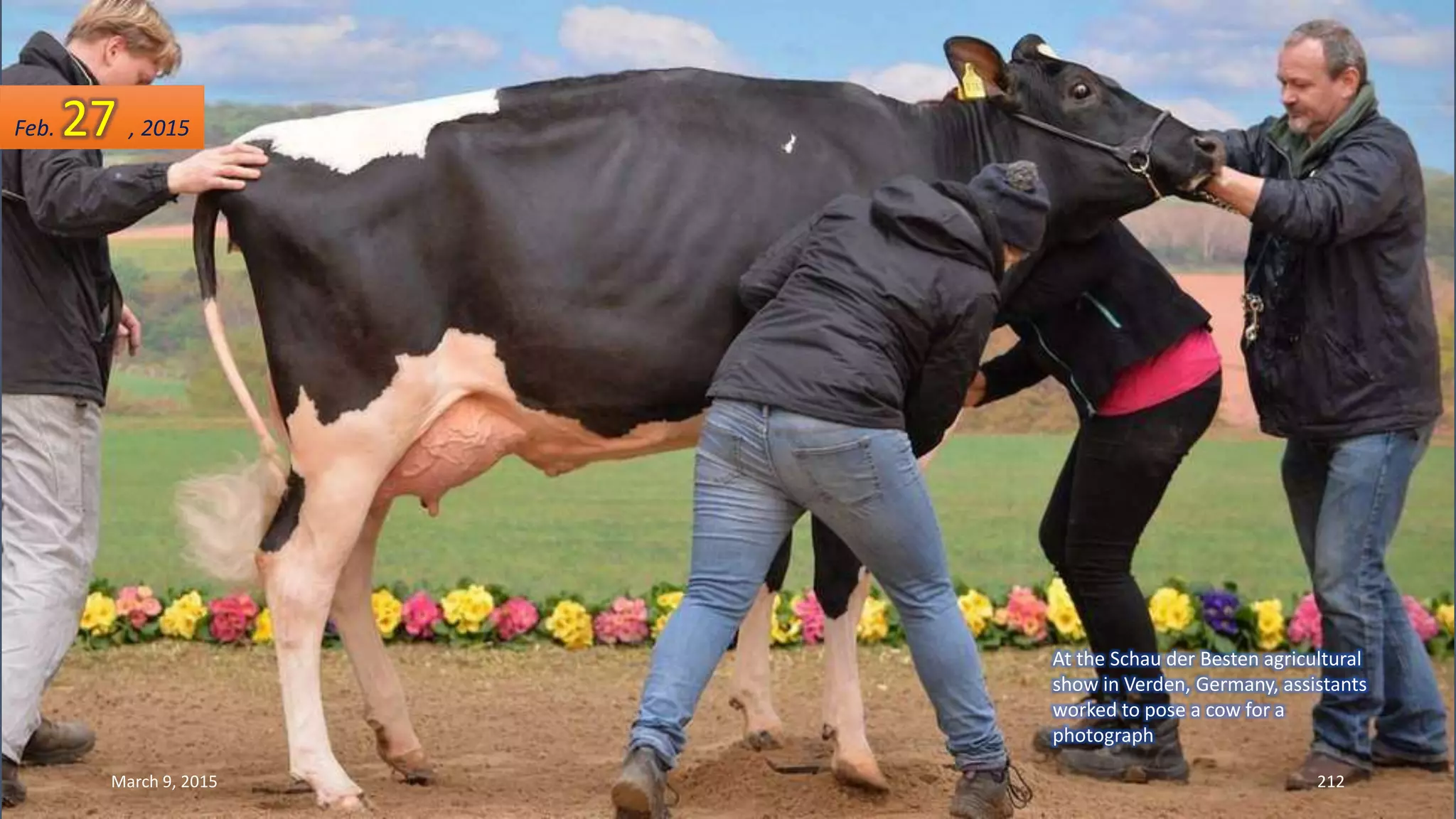 At the Schau der Besten agricultural
show in Verden, Germany, assistants
worked to pose a cow for a
photograph
Feb. 27 , 2015
March 9, 2015 212
 