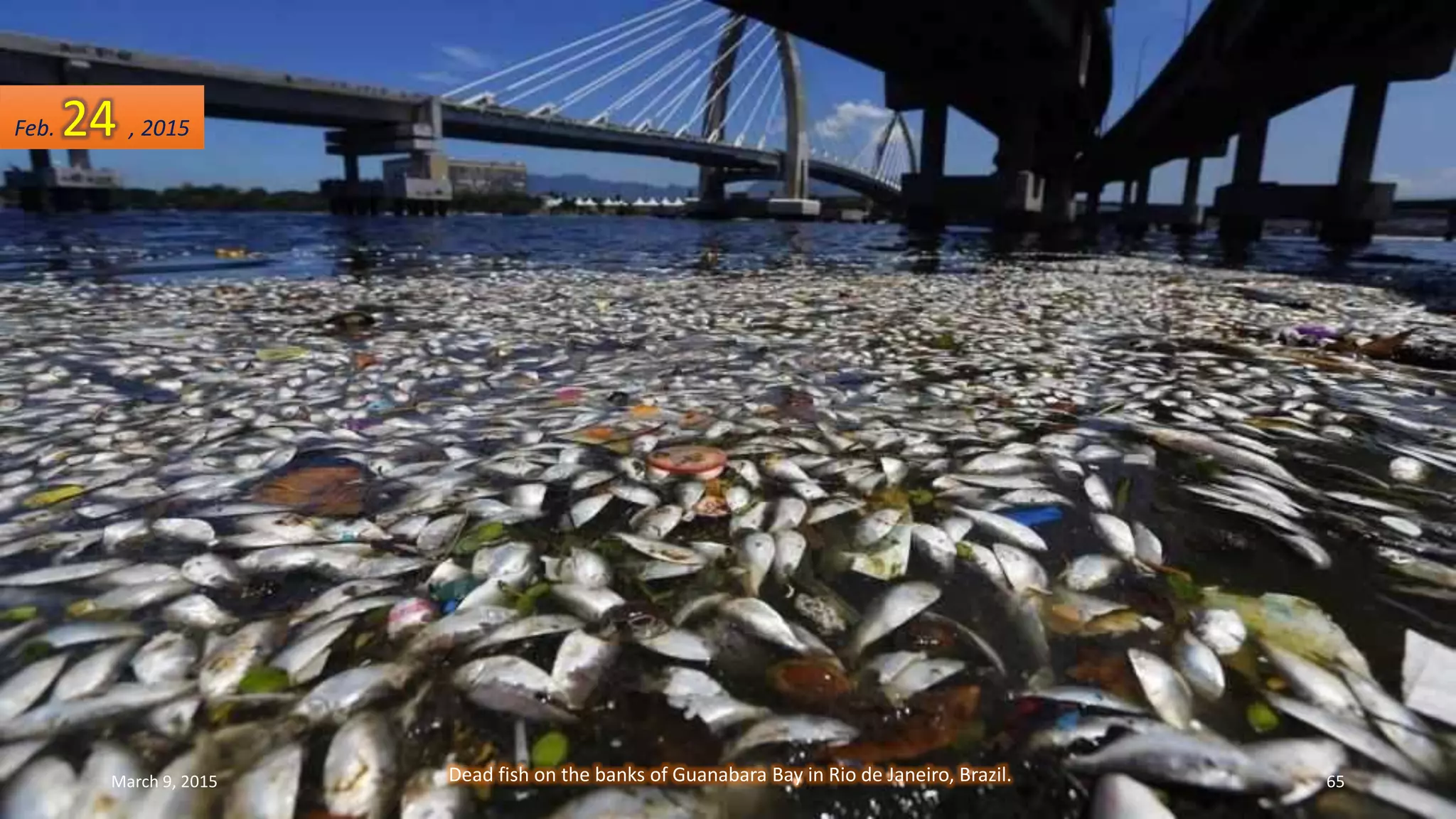 Dead fish on the banks of Guanabara Bay in Rio de Janeiro, Brazil.
Feb. 24 , 2015
March 9, 2015 65
 