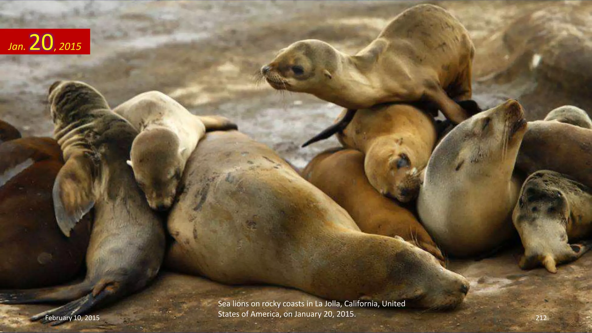 Sea lions on rocky coasts in La Jolla, California, United
States of America, on January 20, 2015.
Jan. 20, 2015
February 10, 2015 212
 