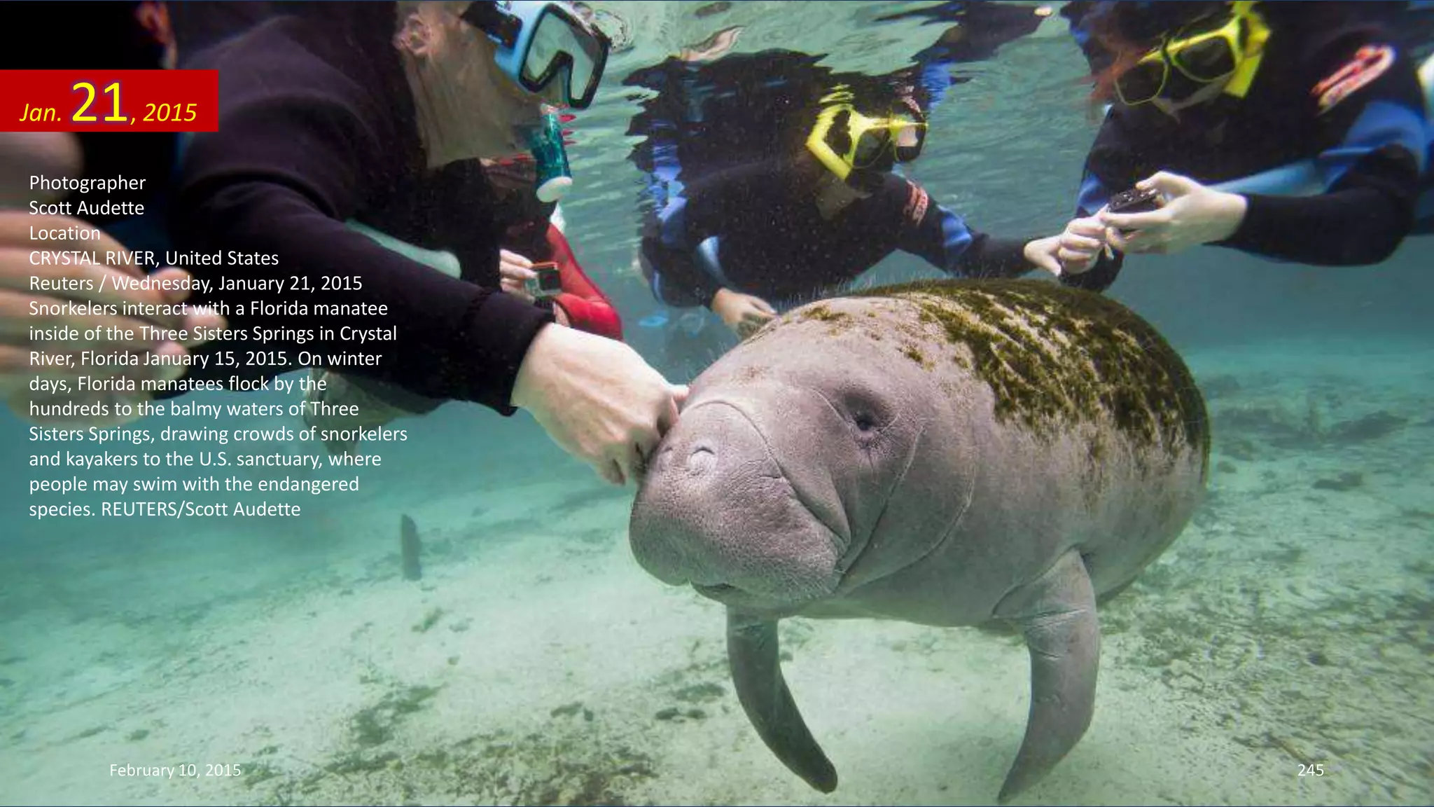 Photographer
Scott Audette
Location
CRYSTAL RIVER, United States
Reuters / Wednesday, January 21, 2015
Snorkelers interact with a Florida manatee
inside of the Three Sisters Springs in Crystal
River, Florida January 15, 2015. On winter
days, Florida manatees flock by the
hundreds to the balmy waters of Three
Sisters Springs, drawing crowds of snorkelers
and kayakers to the U.S. sanctuary, where
people may swim with the endangered
species. REUTERS/Scott Audette
Jan. 21, 2015
February 10, 2015 245
 