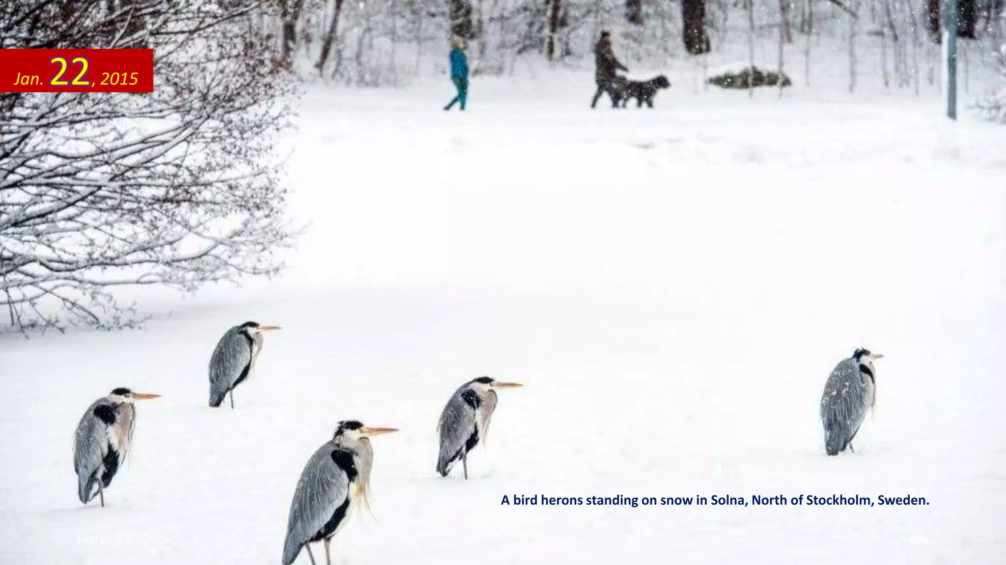A bird herons standing on snow in Solna, North of Stockholm, Sweden.
Jan. 22, 2015
February 10, 2015 296
 