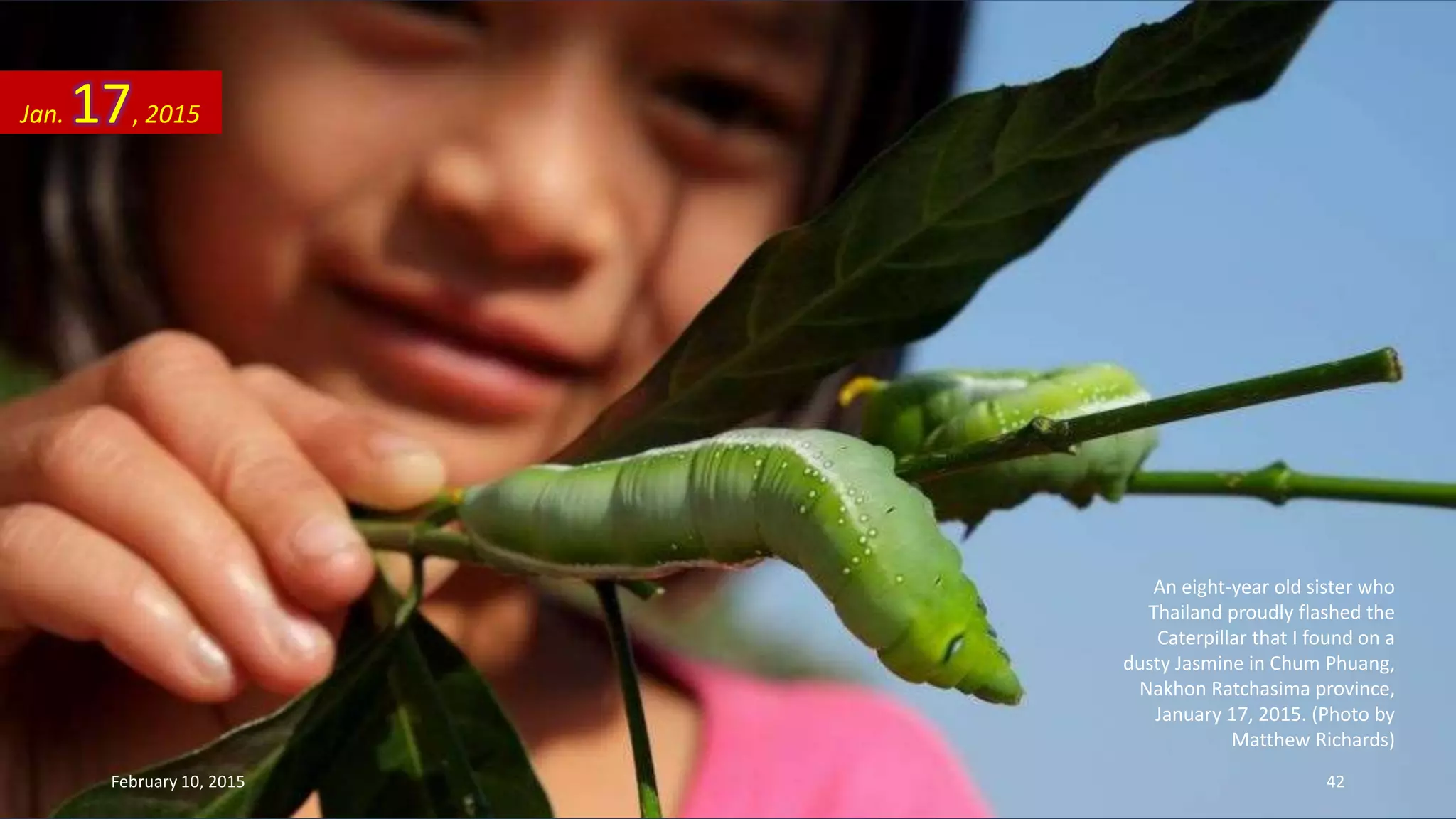 An eight-year old sister who
Thailand proudly flashed the
Caterpillar that I found on a
dusty Jasmine in Chum Phuang,
Nakhon Ratchasima province,
January 17, 2015. (Photo by
Matthew Richards)
Jan. 17, 2015
February 10, 2015 42
 