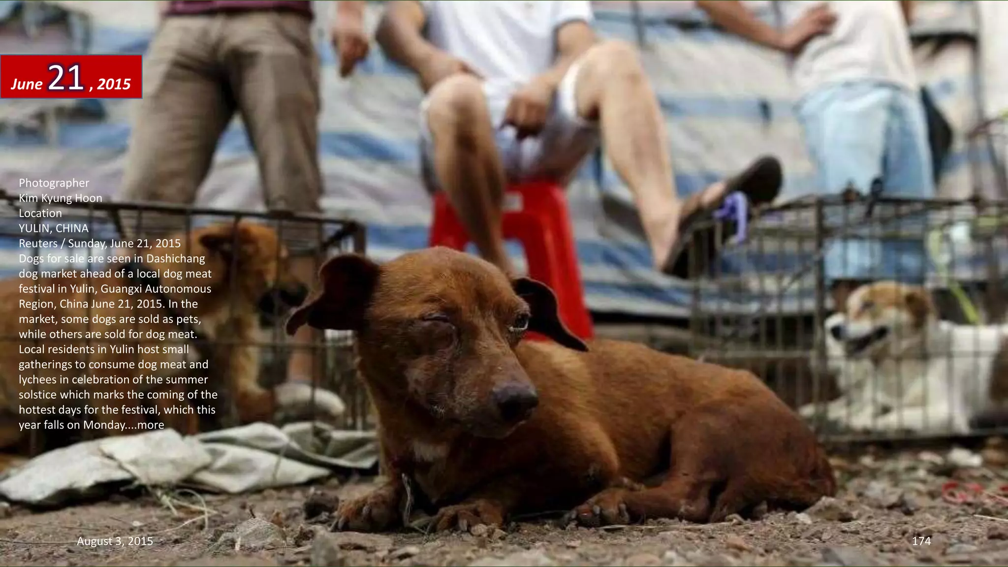 Photographer
Kim Kyung Hoon
Location
YULIN, CHINA
Reuters / Sunday, June 21, 2015
Dogs for sale are seen in Dashichang
dog market ahead of a local dog meat
festival in Yulin, Guangxi Autonomous
Region, China June 21, 2015. In the
market, some dogs are sold as pets,
while others are sold for dog meat.
Local residents in Yulin host small
gatherings to consume dog meat and
lychees in celebration of the summer
solstice which marks the coming of the
hottest days for the festival, which this
year falls on Monday....more
June 21, 2015
August 3, 2015 174
 
