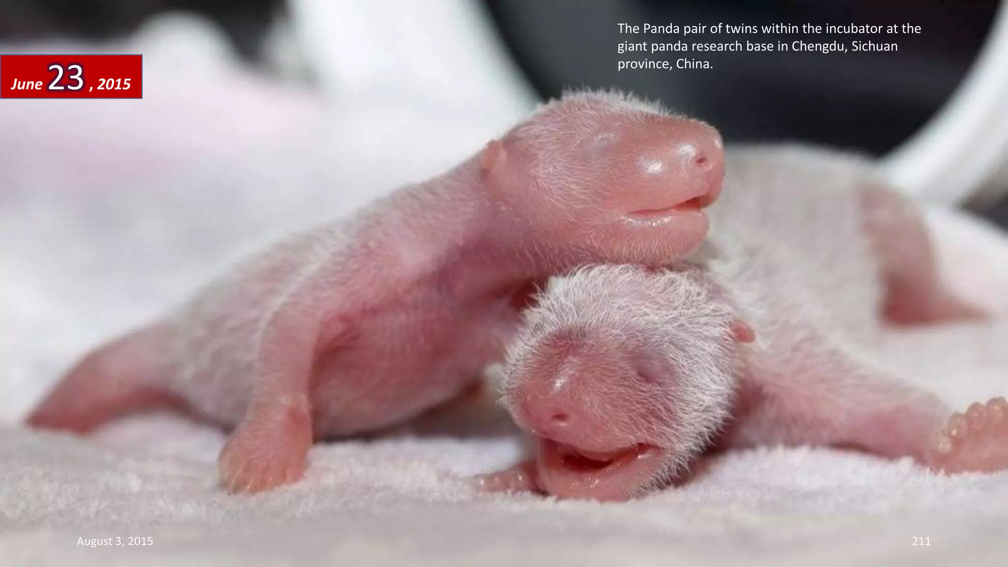 The Panda pair of twins within the incubator at the
giant panda research base in Chengdu, Sichuan
province, China.
June 23, 2015
August 3, 2015 211
 