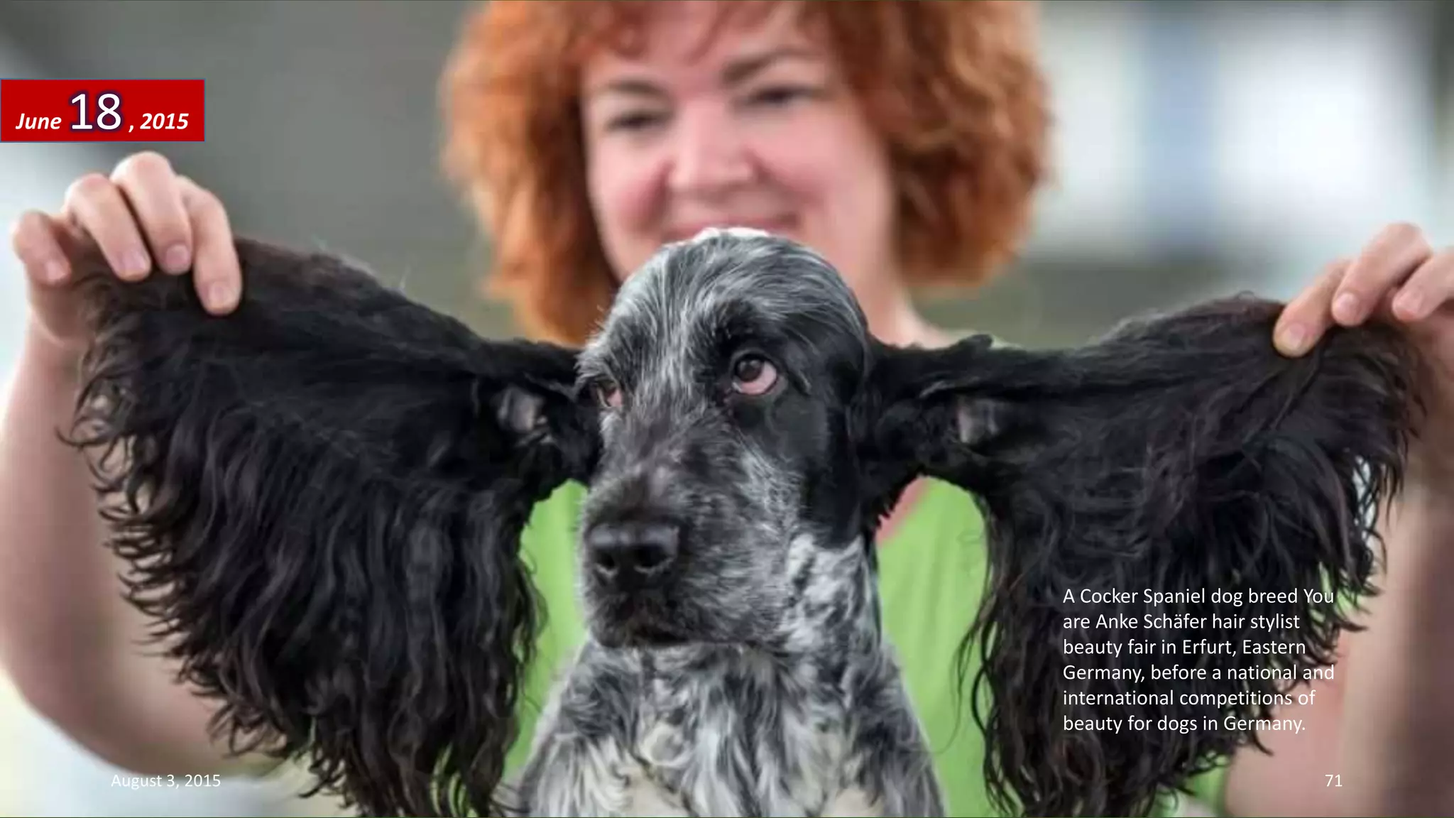 A Cocker Spaniel dog breed You
are Anke Schäfer hair stylist
beauty fair in Erfurt, Eastern
Germany, before a national and
international competitions of
beauty for dogs in Germany.
June 18, 2015
August 3, 2015 71
 