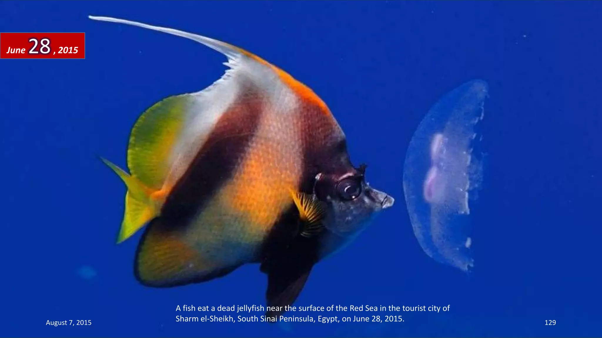 A fish eat a dead jellyfish near the surface of the Red Sea in the tourist city of
Sharm el-Sheikh, South Sinai Peninsula, Egypt, on June 28, 2015.
June 28, 2015
August 7, 2015 129
 