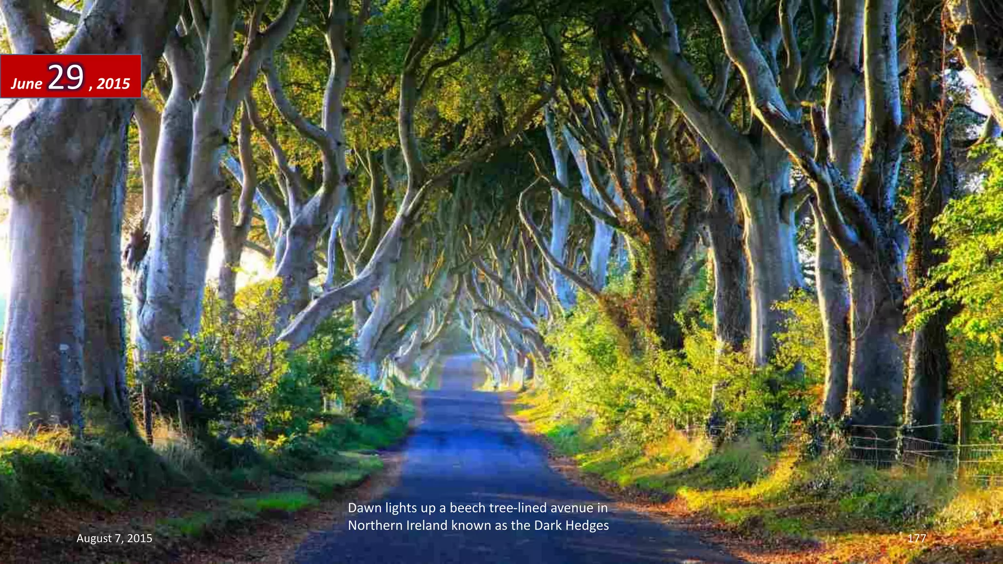 Dawn lights up a beech tree-lined avenue in
Northern Ireland known as the Dark Hedges
June 29, 2015
August 7, 2015 177
 