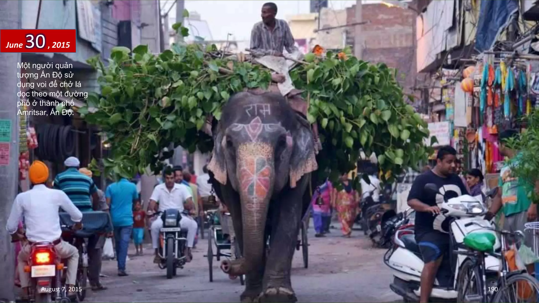 Một người quản
tượng Ấn Độ sử
dụng voi để chở lá
dọc theo một đường
phố ở thành phố
Amritsar, Ấn Độ.
June 30, 2015
August 7, 2015 190
 